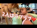 パウパトロール❓🐶犬のおまわりさん🐶柴犬てつまる🐶張り切りますの巻き😊💖