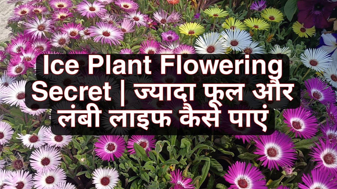 🔴Ice Plant Flowering Secret | ज्यादा फूल और लंबी लाइफ कैसे पाएं #iceplant #floweringtips 