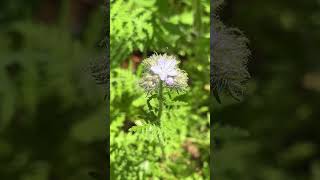 Lacy Phacelia Is A Cover Crop Green Manure Bees Love Fragrant Cut Flower