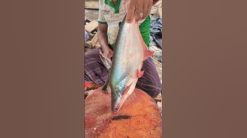 Wow! Delicious Pangash Fish Cleaning & Cutting Skills 😱 || #shorts #fishcutting