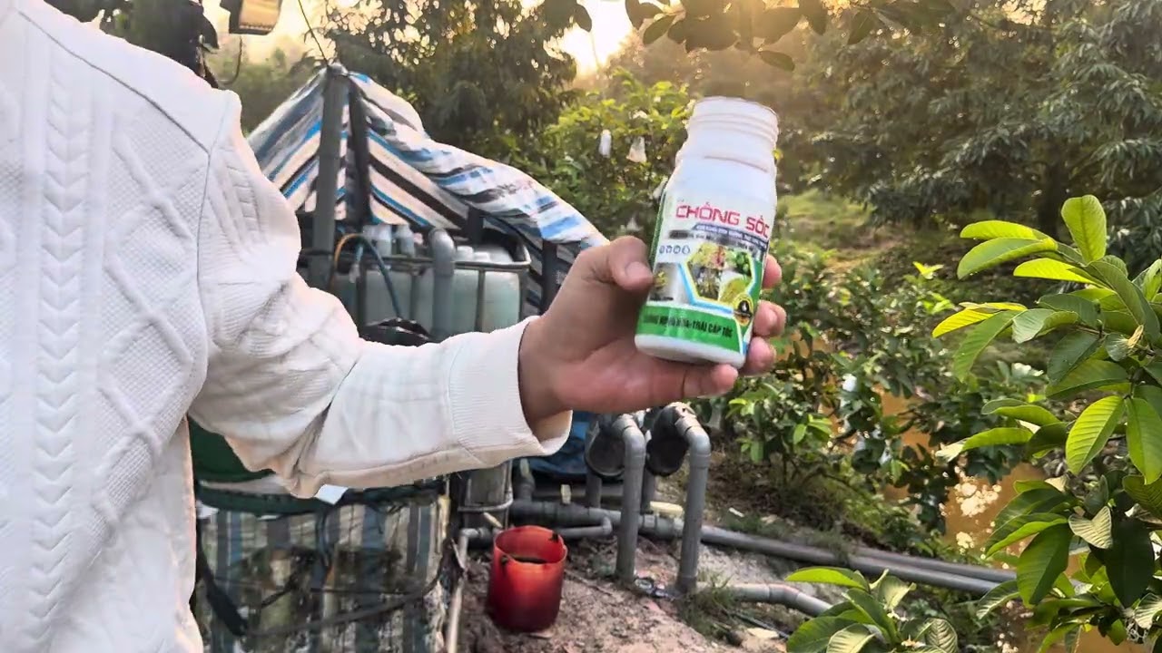 Эпизод 23: Какой спрей для улучшения плодоношения следует применять к деревьям дуриана после опыл...