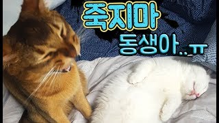 죽지마 동생아ㅜㅜ 먼치킨 모찌에게 무슨일이 생긴걸까요? 고양이들의 재미있는 생활이야기 모모네고양이 아비시니안오빠와 먼치킨 동생의 꿀잼동물스토리 어린이채널♡모모TV/모모토이즈