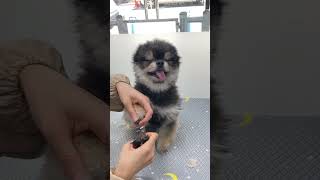 MOST CUTEST CUTEST CHIHUAHUA DOG ENJOYING HIS NAIL WORK DONE  #puppy #cute #grooming #shorts