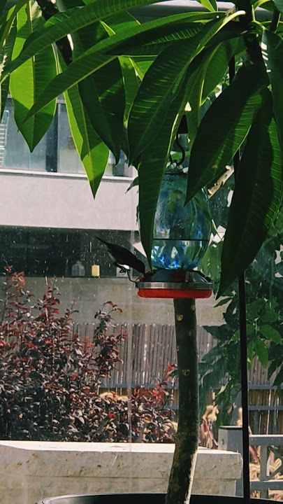 3 colibri