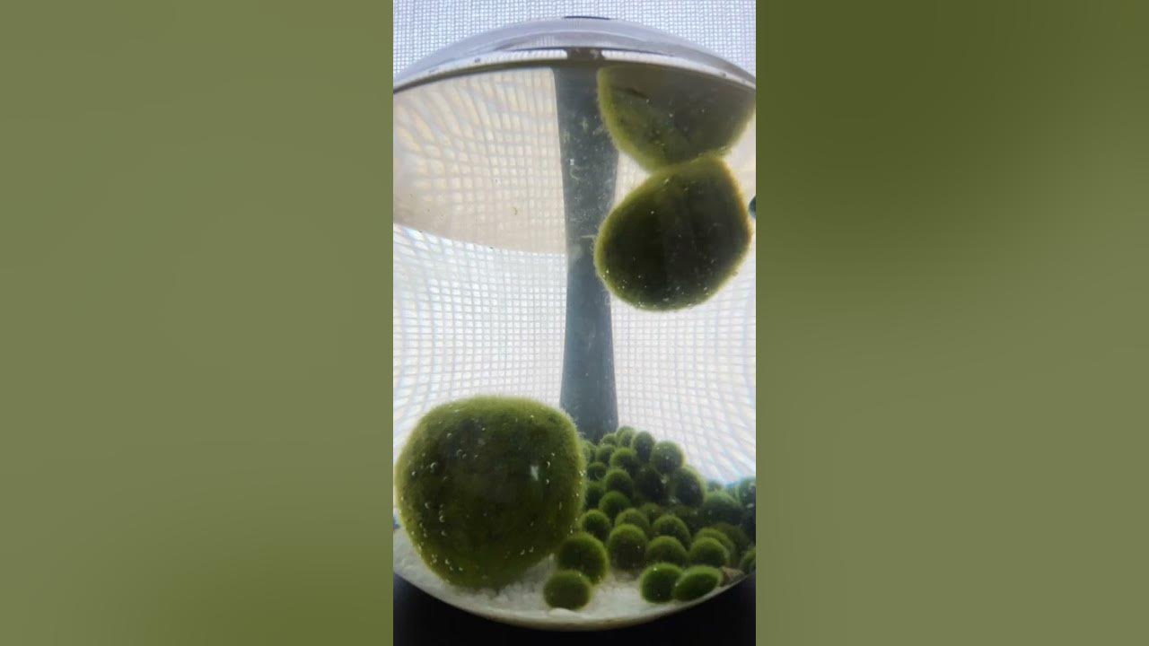 Time-lapse video of Marimo photosynthesis 