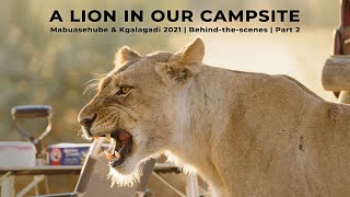 A Lion in our Campsite  Mabuasehube & Kgalagadi 2021 BTS (2 of 3)  Filming wildlife in Botswana 4K