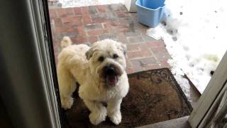 Wheaten Terrier Whirl - Dont Leave The Kitchen Crazy