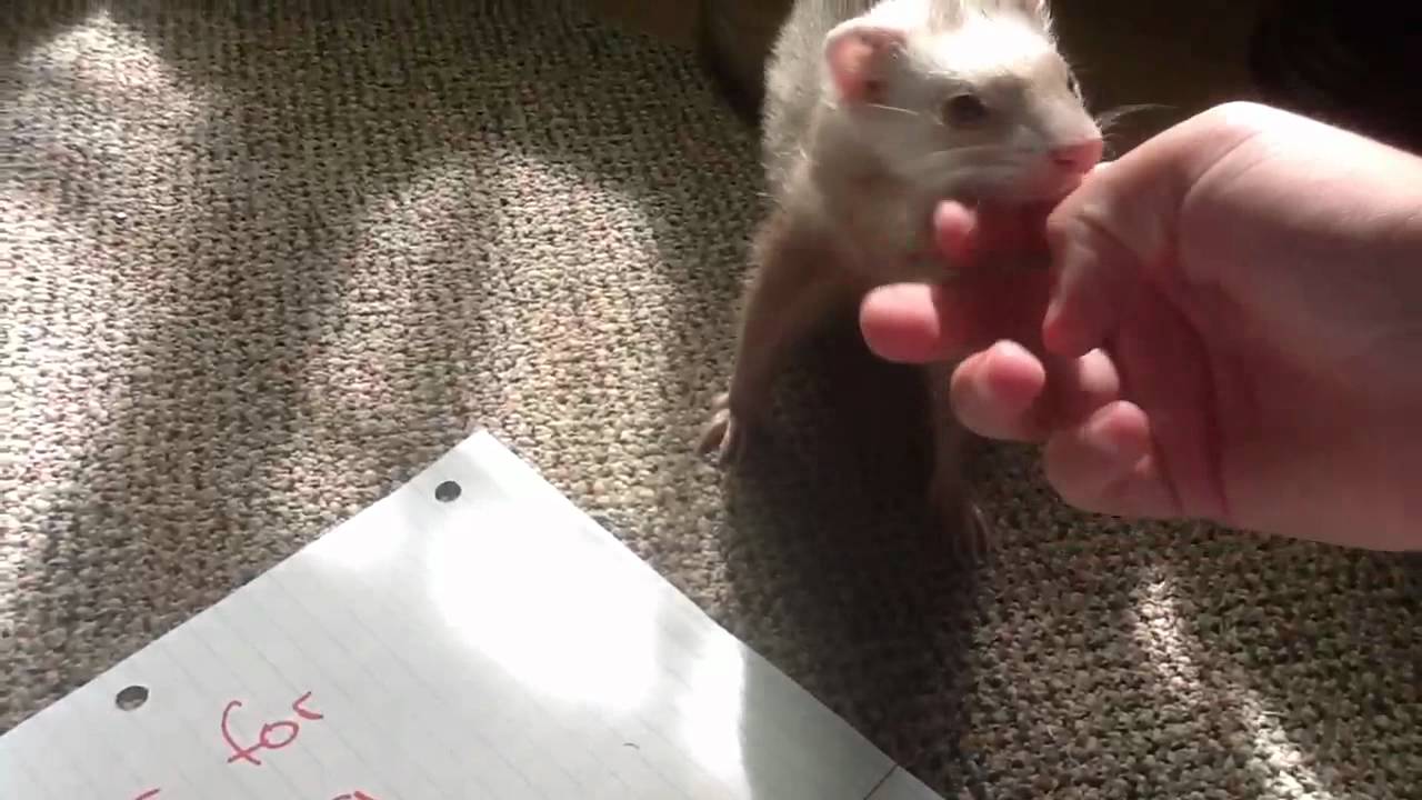 How to train your ferret to stay on your shoulder YouTube