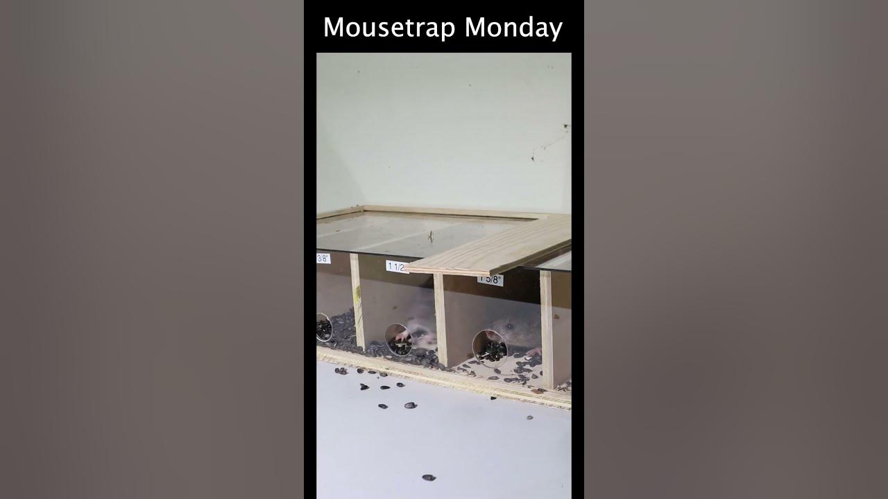 How Small Of A Hole Can A RAT Squeeze Through? YouTube