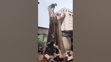 woodcutter skills technique , giant tree felling process #shortvideo #treecutting #chainsaw