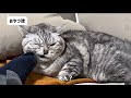 過去動画の名シーンをギュッと詰め込みロングver#猫#猫動画