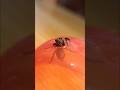 ハエトリグモがブチギレた結果