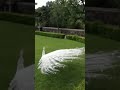 Beautiful White Peacock