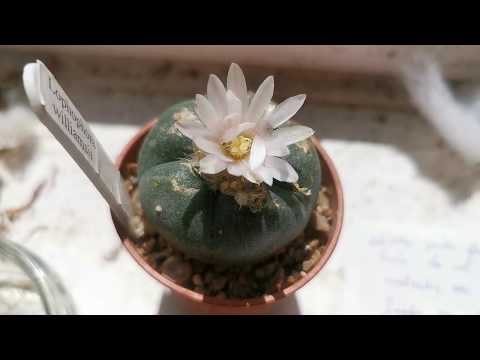 Video: Williams lophophora kaktuss: auga dzimtene, apraksts, audzēšanas pazīmes, mājas aprūpe