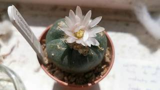 How to grow the psychedelic cactus Peyote, Lophophora williamsii, at home on a windowsill in the UK