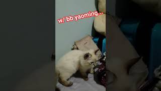 new pop singer newsong viral song dayenchannel