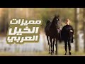 ممي زات الخيل العربي الأصيل عن باقي الخيول