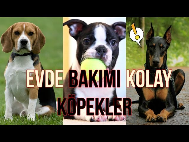 Evde Bakmak Icin Ideal 25 Kopek Cinsi Youtube