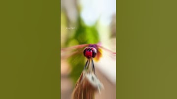 Macro photography using Adcom 12x/24x macro lens #shorts #shotwithadcom