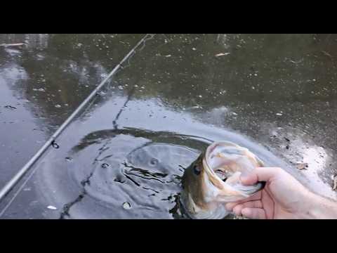 The Big Skinny (Bass Fishing)