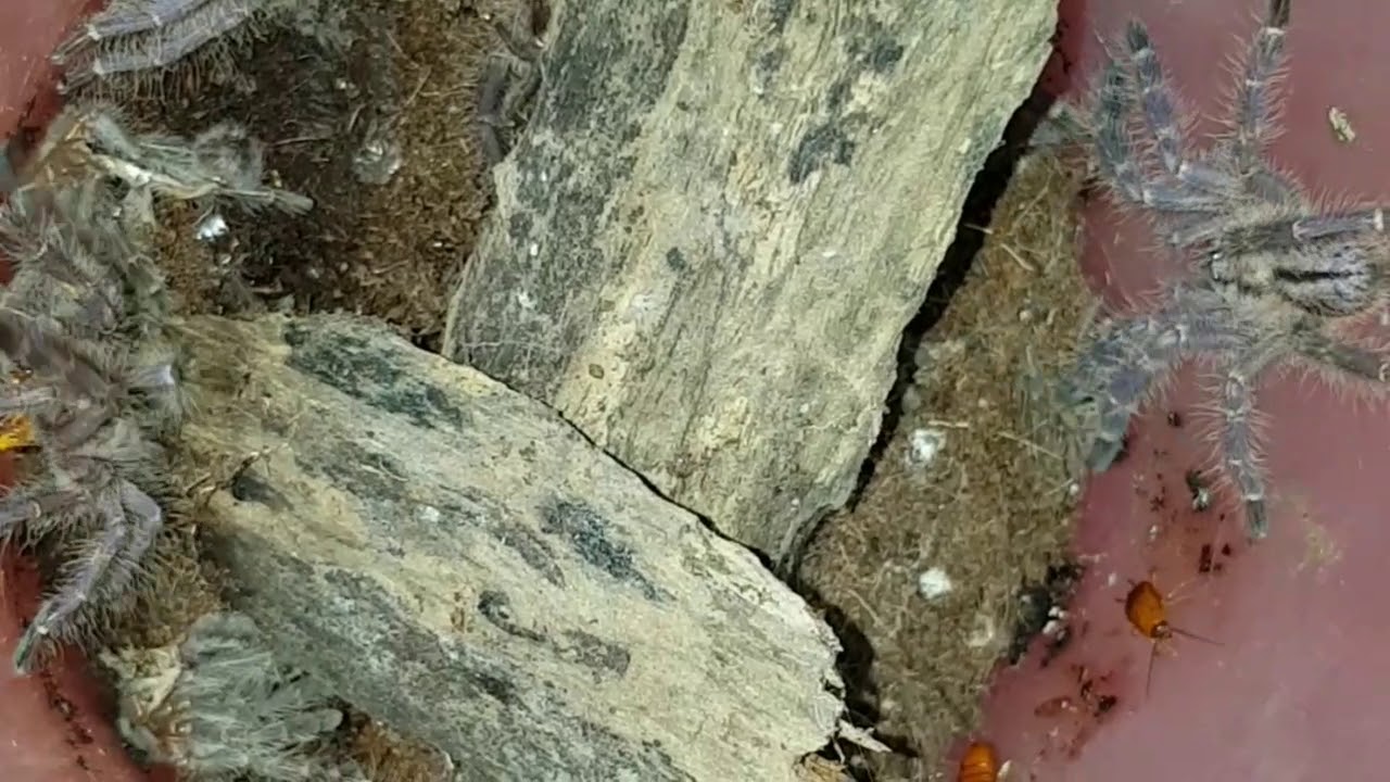 Tarantula P.Metallica Communal Feeding
