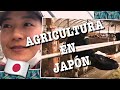 AGRICULTURA EN CAMPO DE JAPÓN-VLOG OKAYAMA