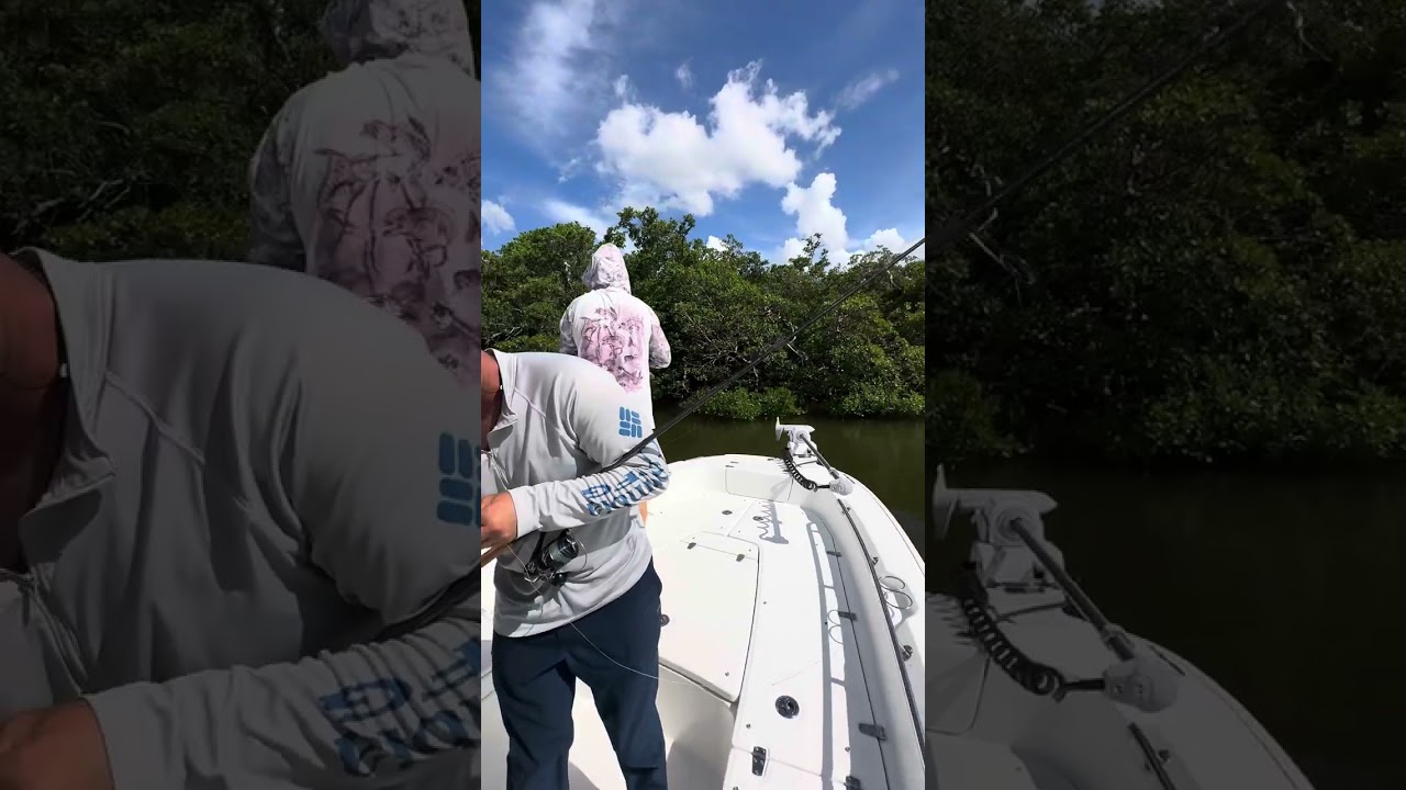 Fishing session Naples, FL Snook Redfish Jack Barracuda! 