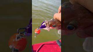 Судак !!! #поклевка #fishing #рыбалка #астрахань #маково #удочка #спиннинг