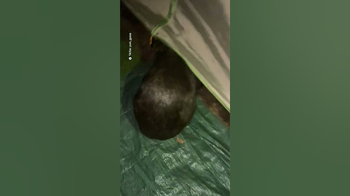 Wombat breaks into tent for a cheeky midnight snack