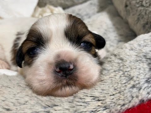 Shih Tzu puppies and mini Schnauzer puppies