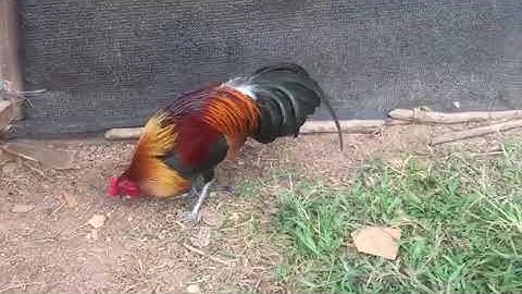 Qaib qus dej 2 zoo nraug thiab qua zoo