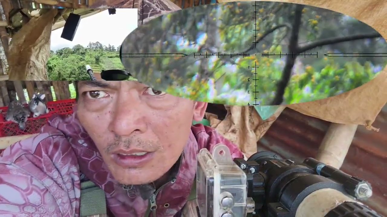 Hunting lagih mengisi libur kerja nyanggong di gubuk shot poin 4 ekor di 1 pohon 