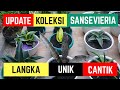 Jenis-jenis Sansevieria Langka, Unik dan Cantik. Inilah Update Koleksi Sansevieria di Rumahku.