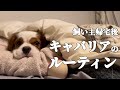 キャバリア犬の飼い主が仕事から帰宅したあとの日常【ルーティン動画】