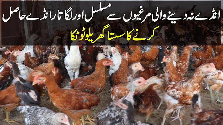 How to Get Eggs From Hens | Anday Na Danay Wali Mu...