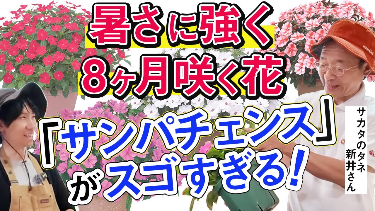【サカタのタネ直伝】知らなきゃ損する!サンパチェンスを巨大な株に育てるプロの技