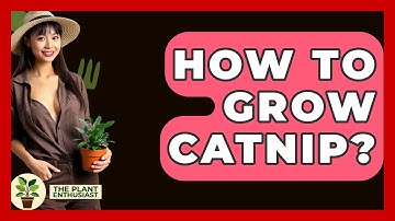 How To Grow Catnip? - The Plant Enthusiast