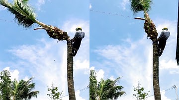 Tùng Trần văn cưa hạ cây dừa 🌴 thời tiết bão gió,@ tùng Trần văn