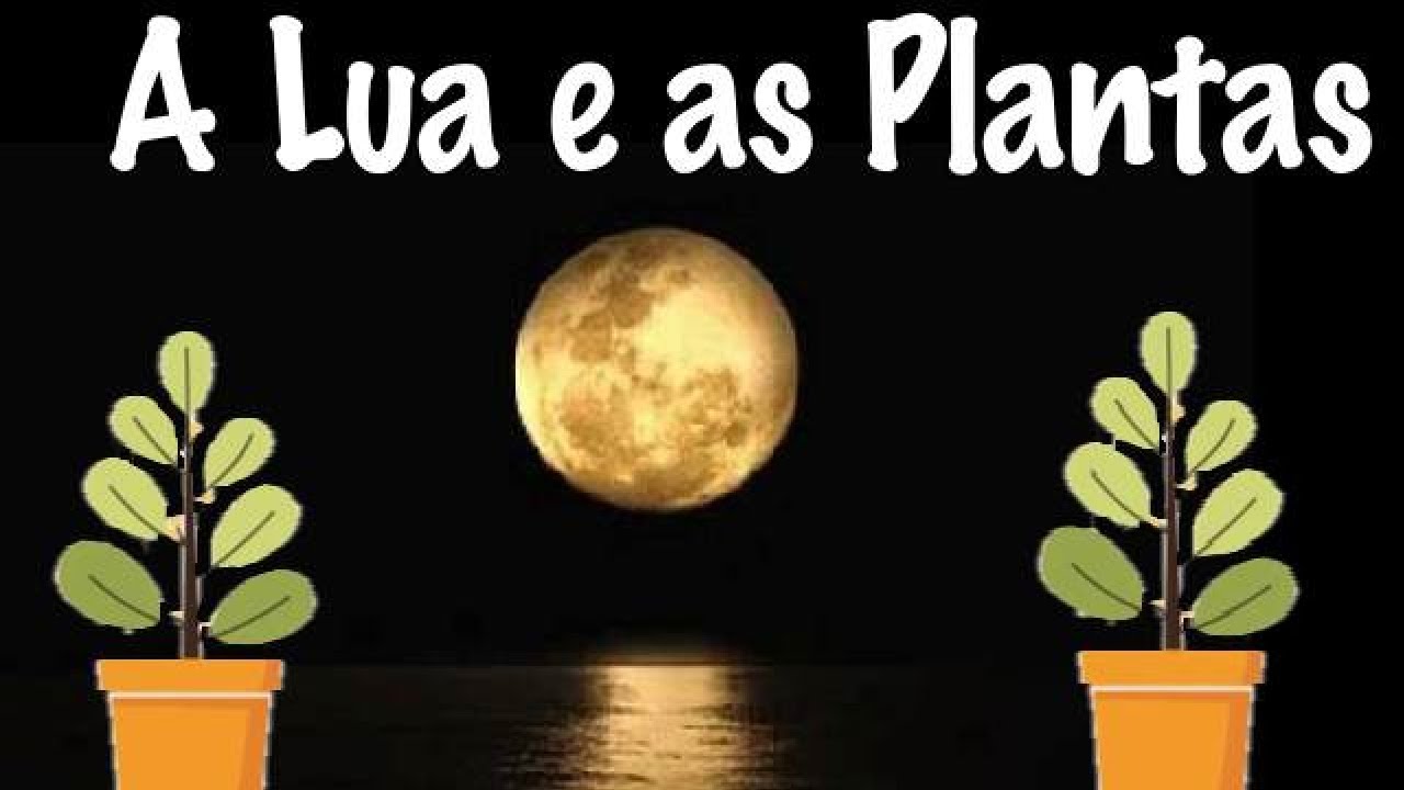 Cultivar com as Fases da Lua é muito mais fácil