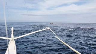 Berburu ikan cakalang menggunakan jaring. Ikannya sempat mendidih.