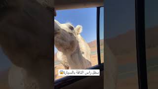 دخل راس الناقة بالسيارة😱