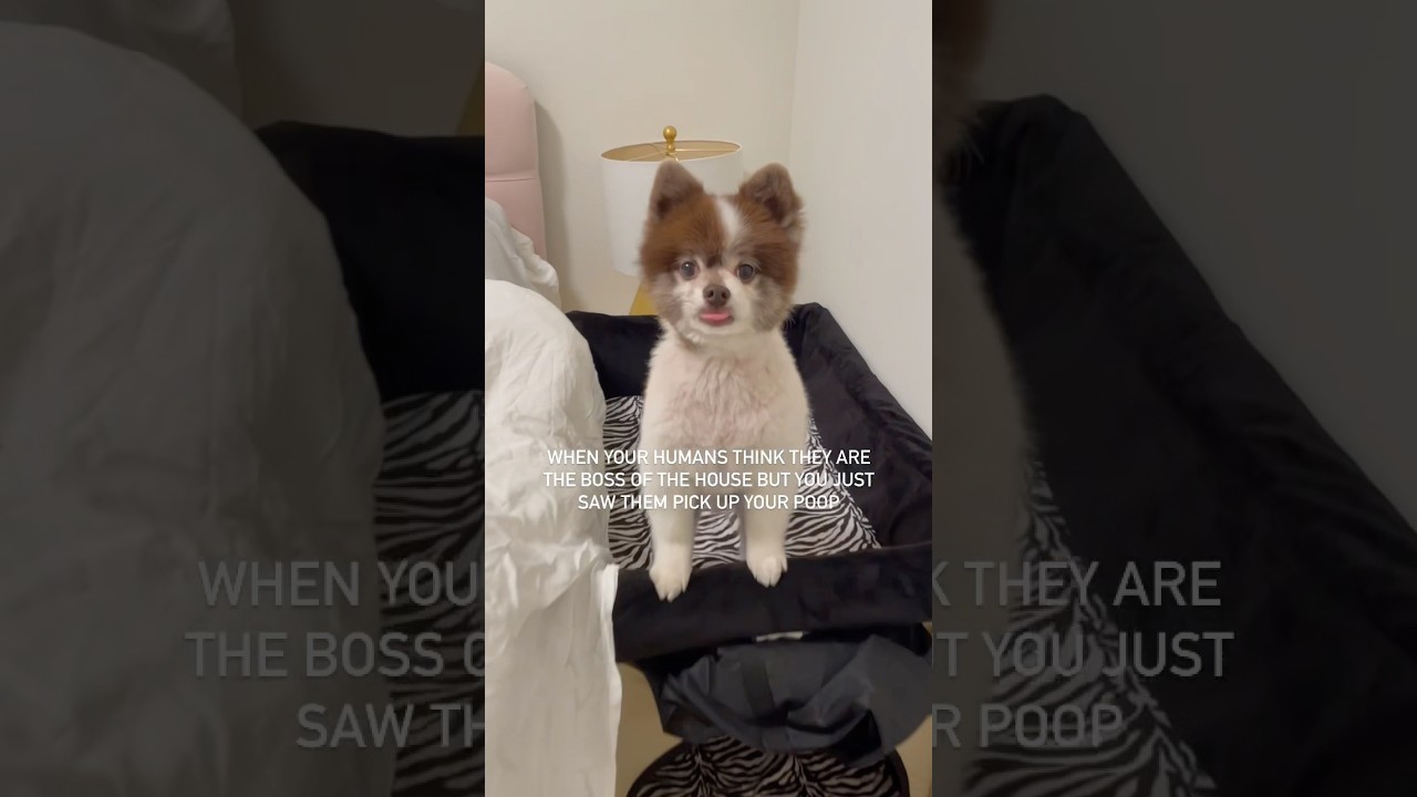 Petique’s Bedside Lounge Pet Bed is my throne! 👑🐶 