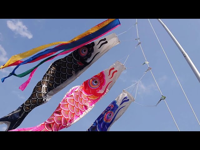 青空に映える播州鯉「龍王染本舗の鯉のぼり」 - YouTube