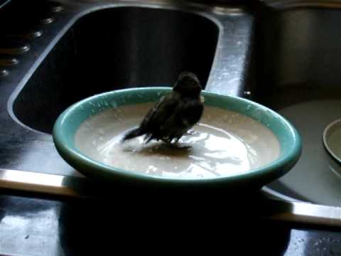 Timothy Tit - Blue Tit Bath Time