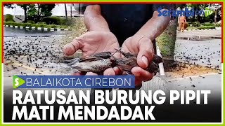 Burung Pipit Ditemukan Mati Massal di Balai Kota