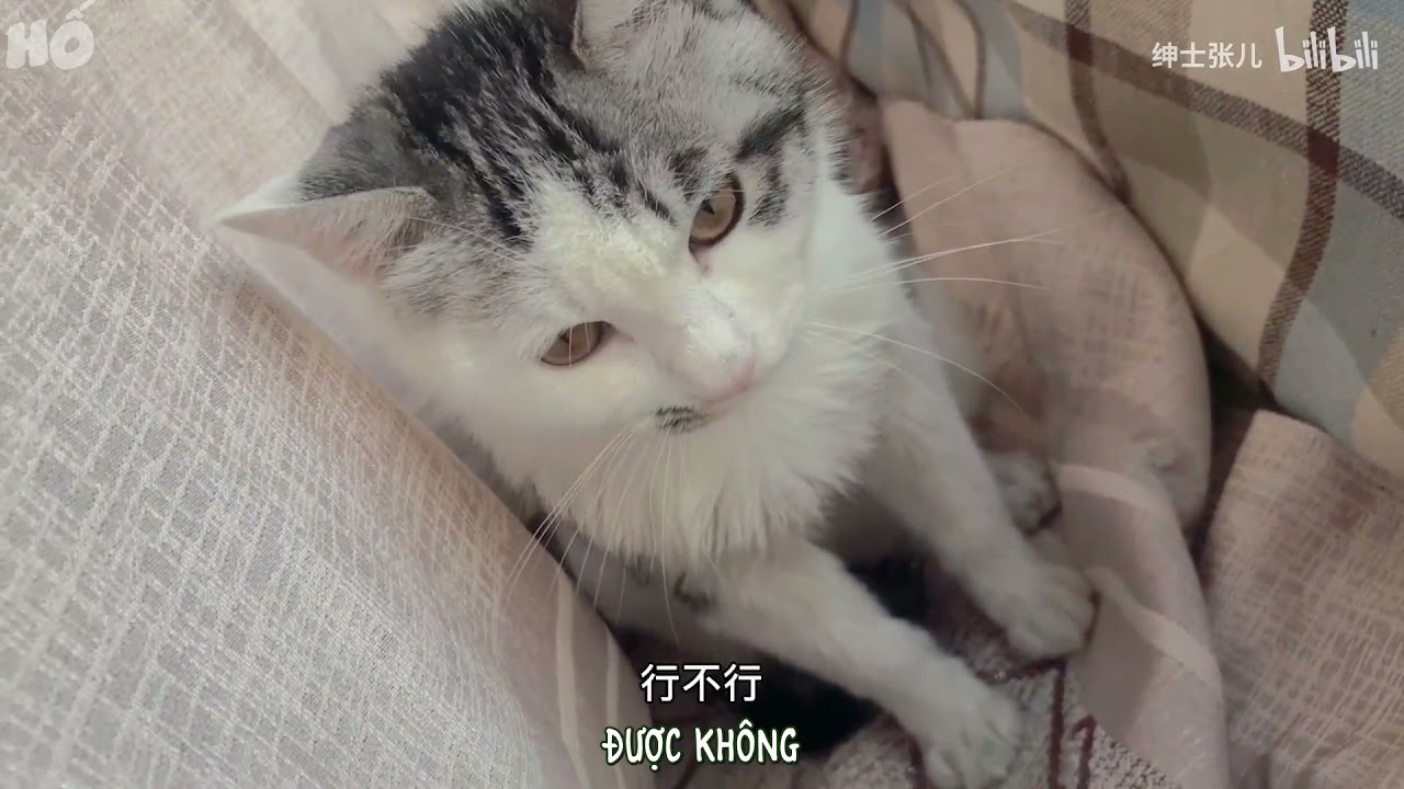 [Vietsub/vlog][La Tổng Trương Trương]Một ngày chăm mèo của hai ba ba