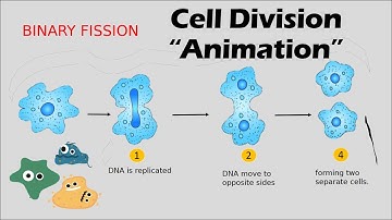 CELL DIVISION | Biology Animation