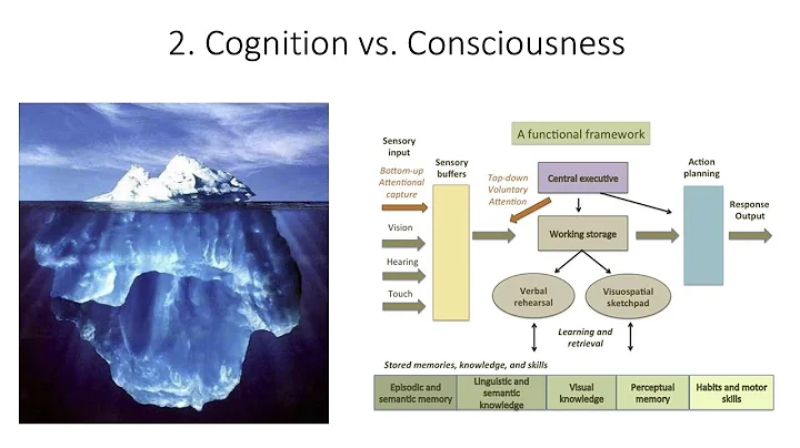 1.2. Fundamentals of Cognitive Neuroscience, First Session, Part Two