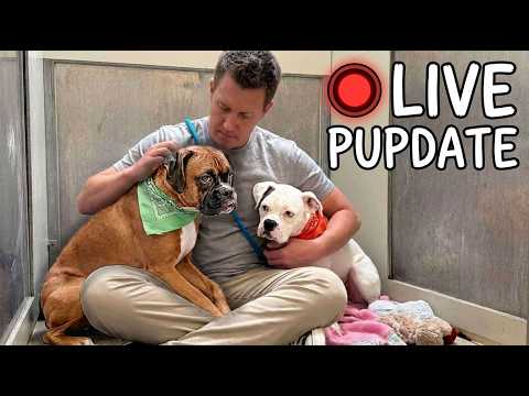Their Mom Dropped Them At The Shelter Because She Was Moving…but There’s More
