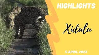 Highlights Xidulu leopardess 5th April 2023